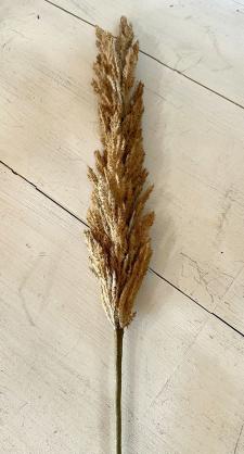 Brown Coarse Pampas Grass Pick 